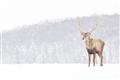 Picture of Winter Stag _GroupedProduct_Rectangle_Landscape_Unframed_Print_Only_