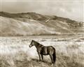Picture of Lone Horse  _GroupedProduct_Rectangle_Landscape_Photography _GroupedProduct_Rectangle_Landscape_Unframed_Print_Only_