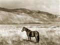 Picture of Lone Horse  _GroupedProduct_Rectangle_Landscape_Photography _GroupedProduct_Rectangle_Landscape_Unframed_Print_Only_