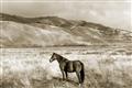 Picture of Lone Horse  _GroupedProduct_Rectangle_Landscape_Photography _GroupedProduct_Rectangle_Landscape_Unframed_Print_Only_