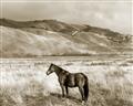 Picture of Lone Horse  _GroupedProduct_Rectangle_Landscape_Photography _GroupedProduct_Rectangle_Landscape_Unframed_Print_Only_