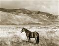 Picture of Lone Horse  _GroupedProduct_Rectangle_Landscape_Photography _GroupedProduct_Rectangle_Landscape_Unframed_Print_Only_