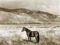 Picture of Lone Horse  _GroupedProduct_Rectangle_Landscape_Photography _GroupedProduct_Rectangle_Landscape_Unframed_Print_Only_