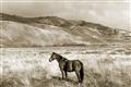 Picture of Lone Horse  _GroupedProduct_Rectangle_Landscape_Photography _GroupedProduct_Rectangle_Landscape_Unframed_Print_Only_