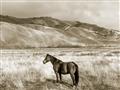 Picture of Lone Horse  _GroupedProduct_Rectangle_Landscape_Photography _GroupedProduct_Rectangle_Landscape_Unframed_Print_Only_