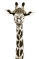 Picture of Long Neck II _GroupedProduct_Rectangle_Portrait_Photography _GroupedProduct_Rectangle_Portrait_Unframed_Print_Only_