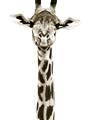 Picture of Long Neck II _GroupedProduct_Rectangle_Portrait_Photography _GroupedProduct_Rectangle_Portrait_Unframed_Print_Only_