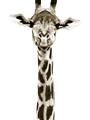 Picture of Long Neck II _GroupedProduct_Rectangle_Portrait_Photography _GroupedProduct_Rectangle_Portrait_Unframed_Print_Only_