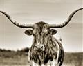 Picture of Longhorn Bull _GroupedProduct_Rectangle_Landscape_Photography _GroupedProduct_Rectangle_Landscape_Unframed_Print_Only_
