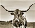 Picture of Longhorn Bull _GroupedProduct_Rectangle_Landscape_Photography _GroupedProduct_Rectangle_Landscape_Unframed_Print_Only_
