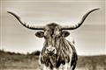 Picture of Longhorn Bull _GroupedProduct_Rectangle_Landscape_Photography _GroupedProduct_Rectangle_Landscape_Unframed_Print_Only_