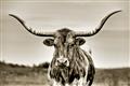 Picture of Longhorn Bull _GroupedProduct_Rectangle_Landscape_Photography _GroupedProduct_Rectangle_Landscape_Unframed_Print_Only_