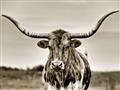 Picture of Longhorn Bull _GroupedProduct_Rectangle_Landscape_Photography _GroupedProduct_Rectangle_Landscape_Unframed_Print_Only_