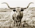 Picture of Longhorn Bull II _GroupedProduct_Rectangle_Landscape_Photography _GroupedProduct_Rectangle_Landscape_Unframed_Print_Only_