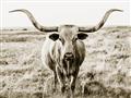 Picture of Longhorn Bull II _GroupedProduct_Rectangle_Landscape_Photography _GroupedProduct_Rectangle_Landscape_Unframed_Print_Only_