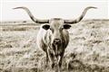 Picture of Longhorn Bull II _GroupedProduct_Rectangle_Landscape_Photography _GroupedProduct_Rectangle_Landscape_Unframed_Print_Only_