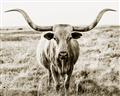 Picture of Longhorn Bull II _GroupedProduct_Rectangle_Landscape_Photography _GroupedProduct_Rectangle_Landscape_Unframed_Print_Only_