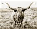Picture of Longhorn Bull II _GroupedProduct_Rectangle_Landscape_Photography _GroupedProduct_Rectangle_Landscape_Unframed_Print_Only_