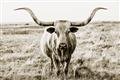 Picture of Longhorn Bull II _GroupedProduct_Rectangle_Landscape_Photography _GroupedProduct_Rectangle_Landscape_Unframed_Print_Only_