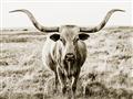 Picture of Longhorn Bull II _GroupedProduct_Rectangle_Landscape_Photography _GroupedProduct_Rectangle_Landscape_Unframed_Print_Only_