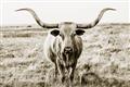 Picture of Longhorn Bull II _GroupedProduct_Rectangle_Landscape_Photography _GroupedProduct_Rectangle_Landscape_Unframed_Print_Only_