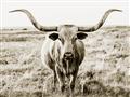 Picture of Longhorn Bull II _GroupedProduct_Rectangle_Landscape_Photography _GroupedProduct_Rectangle_Landscape_Unframed_Print_Only_