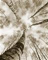 Picture of Look up Birch _GroupedProduct_Rectangle_Portrait_Photography _GroupedProduct_Rectangle_Portrait_Unframed_Print_Only_
