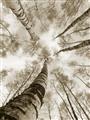Picture of Look up Birch _GroupedProduct_Rectangle_Portrait_Photography _GroupedProduct_Rectangle_Portrait_Unframed_Print_Only_