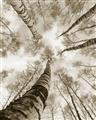 Picture of Look up Birch _GroupedProduct_Rectangle_Portrait_Photography _GroupedProduct_Rectangle_Portrait_Unframed_Print_Only_