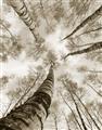 Picture of Look up Birch _GroupedProduct_Rectangle_Portrait_Photography _GroupedProduct_Rectangle_Portrait_Unframed_Print_Only_