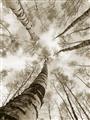 Picture of Look up Birch _GroupedProduct_Rectangle_Portrait_Photography _GroupedProduct_Rectangle_Portrait_Unframed_Print_Only_