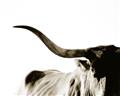 Picture of Max, the Bull _GroupedProduct_Rectangle_Landscape_Photography _GroupedProduct_Rectangle_Landscape_Unframed_Print_Only_
