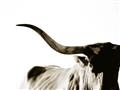 Picture of Max, the Bull _GroupedProduct_Rectangle_Landscape_Photography _GroupedProduct_Rectangle_Landscape_Unframed_Print_Only_
