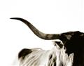 Picture of Max, the Bull _GroupedProduct_Rectangle_Landscape_Photography _GroupedProduct_Rectangle_Landscape_Unframed_Print_Only_
