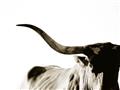 Picture of Max, the Bull _GroupedProduct_Rectangle_Landscape_Photography _GroupedProduct_Rectangle_Landscape_Unframed_Print_Only_