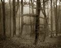 Picture of Mysterious Woods  _GroupedProduct_Rectangle_Landscape_Photography _GroupedProduct_Rectangle_Landscape_Unframed_Print_Only_