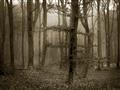 Picture of Mysterious Woods  _GroupedProduct_Rectangle_Landscape_Photography _GroupedProduct_Rectangle_Landscape_Unframed_Print_Only_