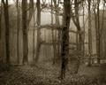 Picture of Mysterious Woods  _GroupedProduct_Rectangle_Landscape_Photography _GroupedProduct_Rectangle_Landscape_Unframed_Print_Only_