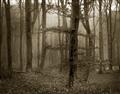 Picture of Mysterious Woods  _GroupedProduct_Rectangle_Landscape_Photography _GroupedProduct_Rectangle_Landscape_Unframed_Print_Only_