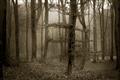 Picture of Mysterious Woods  _GroupedProduct_Rectangle_Landscape_Photography _GroupedProduct_Rectangle_Landscape_Unframed_Print_Only_