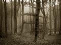Picture of Mysterious Woods  _GroupedProduct_Rectangle_Landscape_Photography _GroupedProduct_Rectangle_Landscape_Unframed_Print_Only_