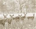 Picture of Oh Deer  _GroupedProduct_Rectangle_Landscape_Photography _GroupedProduct_Rectangle_Landscape_Unframed_Print_Only_