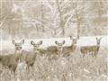 Picture of Oh Deer  _GroupedProduct_Rectangle_Landscape_Photography _GroupedProduct_Rectangle_Landscape_Unframed_Print_Only_