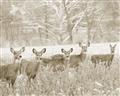 Picture of Oh Deer  _GroupedProduct_Rectangle_Landscape_Photography _GroupedProduct_Rectangle_Landscape_Unframed_Print_Only_