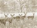 Picture of Oh Deer  _GroupedProduct_Rectangle_Landscape_Photography _GroupedProduct_Rectangle_Landscape_Unframed_Print_Only_