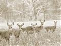 Picture of Oh Deer  _GroupedProduct_Rectangle_Landscape_Photography _GroupedProduct_Rectangle_Landscape_Unframed_Print_Only_