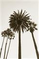 Picture of Palm Trees  _GroupedProduct_Rectangle_Portrait_Photography _GroupedProduct_Rectangle_Portrait_Unframed_Print_Only_
