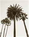 Picture of Palm Trees  _GroupedProduct_Rectangle_Portrait_Photography _GroupedProduct_Rectangle_Portrait_Unframed_Print_Only_