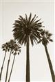Picture of Palm Trees  _GroupedProduct_Rectangle_Portrait_Photography _GroupedProduct_Rectangle_Portrait_Unframed_Print_Only_