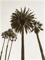 Picture of Palm Trees  _GroupedProduct_Rectangle_Portrait_Photography _GroupedProduct_Rectangle_Portrait_Unframed_Print_Only_